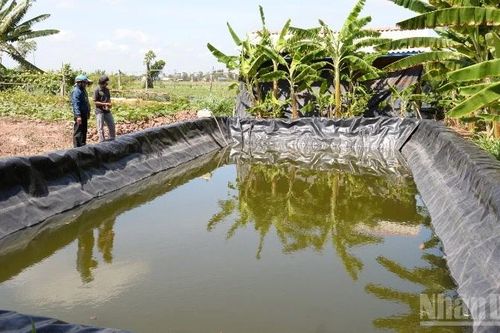 Xã cù lao ven biển tỉnh Đồng Tháp chủ động ứng phó hạn, mặn