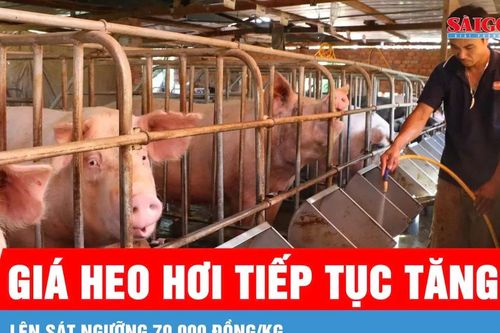 Giá heo hơi tăng sát ngưỡng 70.000 đồng/kg