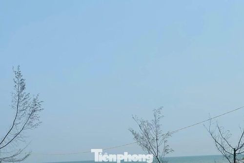 Cứu rừng phòng hộ ven biển sau bão