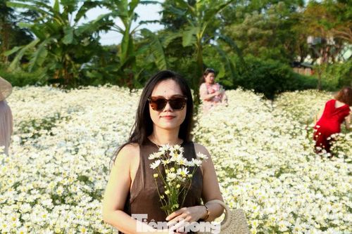 Vườn cúc họa mi nở rộ hút khách check-in ở Đà Nẵng
