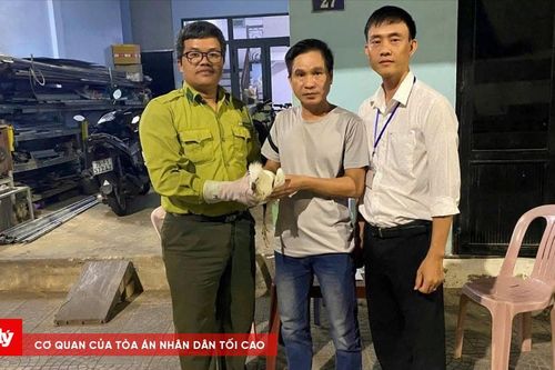 Cò tuyết lạc vào khu dân cư, người dân chủ động báo kiểm lâm