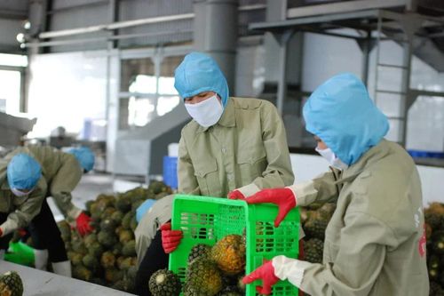 Cái bắt tay và kỳ vọng chuyển mình của nông nghiệp Nghệ An