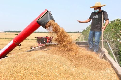 'Cánh đồng thông minh' đưa Trung Quốc tiến gần mục tiêu tự chủ lương thực
