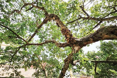 Dòng sắc hương sâu kín