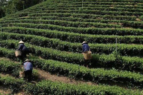 Mở rộng diện tích trồng cây nguyên liệu