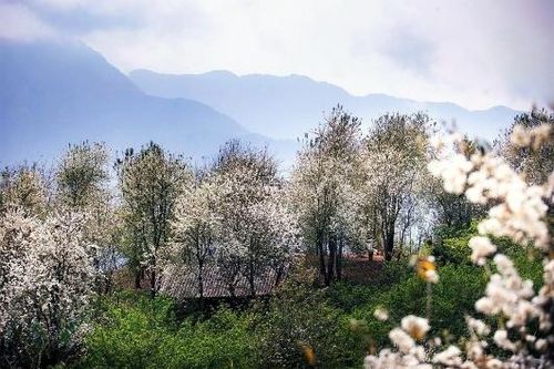 Hoa sơn tra nở trắng rừng Tây Bắc