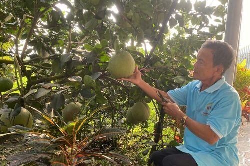 Đánh thức tiềm năng nông nghiệp xanh từ men vi sinh IMO