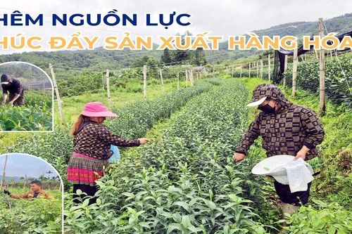 Thêm nguồn lực thúc đẩy sản xuất hàng hóa