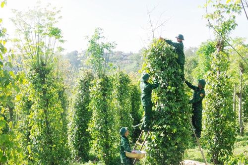 Những 'vườn xanh nơi biên giới' góp phần nâng cao đời sống bộ đội