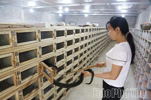Người phụ nữ 30 năm 'làm bạn' cùng rắn độc