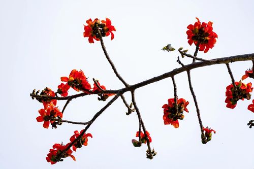 Hoa gạo chùa Cảnh Tiên