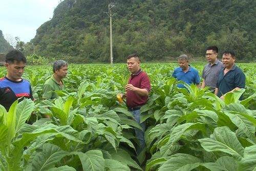 Toàn tỉnh gieo trồng hơn 44.000 ha cây trồng vụ xuân