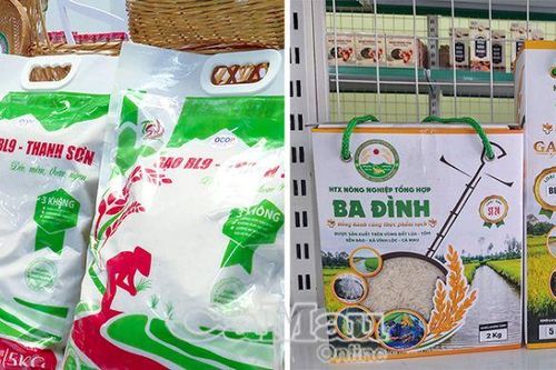 Hương gạo lan tỏa, công nghệ dẫn lối tương lai tại Cà Mau