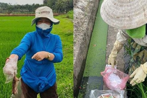 Xã Ba Vì đẩy mạnh tuyên truyền diệt chuột, sâu bệnh phá hại lúa, ngô