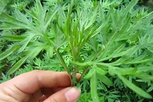 Loại cây trừ tà, đuổi ma theo phong thủy nên trồng