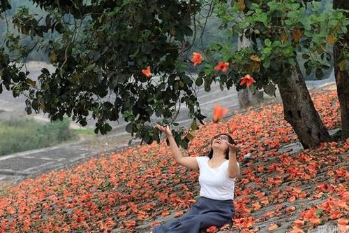 Sắc đỏ hoa gạo nhuộm thắm triền sông