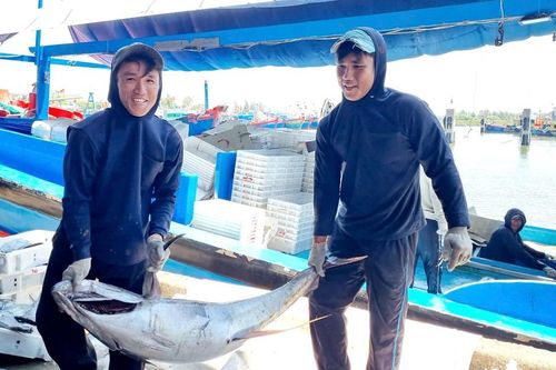 Tàu cá Quảng Ngãi bội thu hải sản, ngư dân phấn khởi sau chuyến biển xa