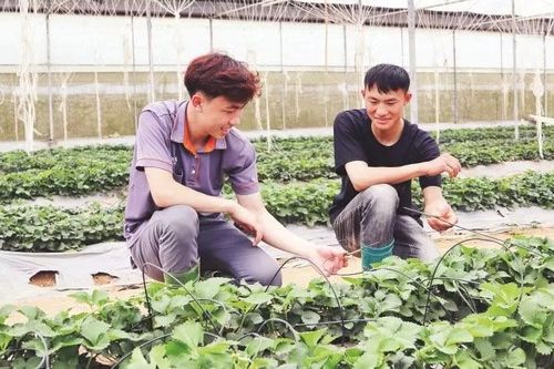 Thúc đẩy khởi nghiệp từ hợp tác xã nông nghiệp