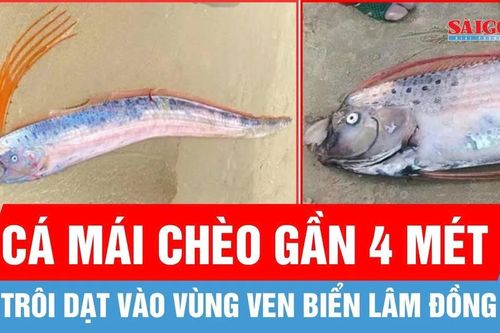 Cá mái chèo dài gần 4 mét trôi dạt vào vùng ven biển Lâm Đồng