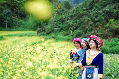 Sắc hoa cải nhuộm vàng cao nguyên đá Đồng Văn