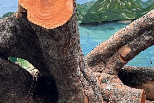 Trường học ở TPHCM bán đấu giá cây xà cừ hơn 100 tuổi, giá khởi điểm 80 triệu đồng