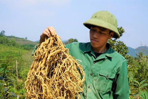 Anh nông dân Hà Tĩnh thu tiền tỷ nhờ trồng cây 'thần dược'