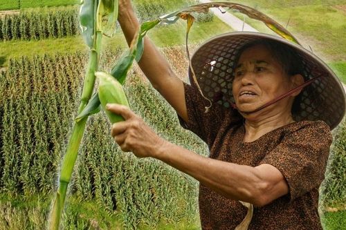 Cận cảnh Ngày hội Bắp nếp Cẩm Nam rộn ràng bên dòng Thu Bồn
