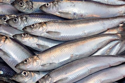 Chuyên gia Mỹ khen loại cá tốt nhất thế giới, ở Việt Nam là đặc sản, kho cà ăn cực ngon