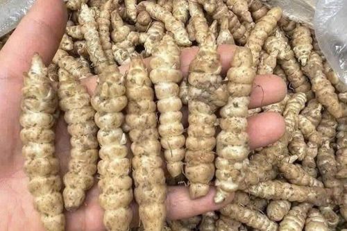 Loại củ thoạt nhìn như con sâu trắng, đem đi muối chua là ngon nhất, ăn cực bắt cơm