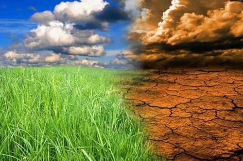 Biến đổi khí hậu là gì? Thực trạng và giải pháp tại Việt Nam