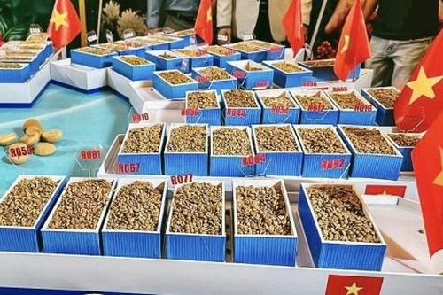 Nâng tầm giá trị cà phê Robusta Gia Lai