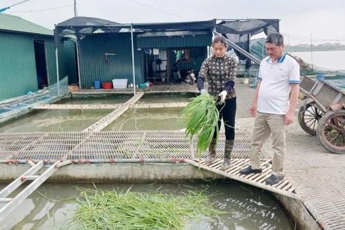 Khai thác lợi thế mặt nước nuôi cá lồng thâm canh