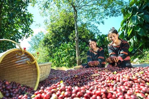 Giải tỏa áp lực về vốn cho doanh nghiệp xuất khẩu nông sản