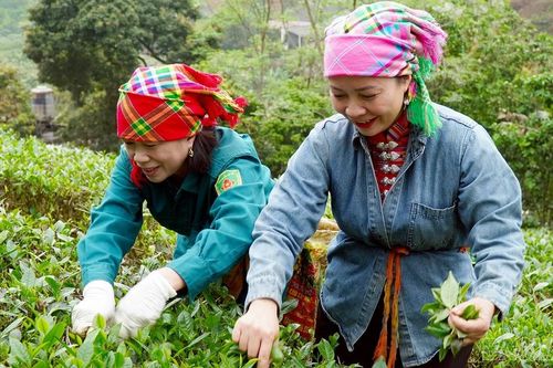 Giải pháp sản xuất chè xanh bền vững