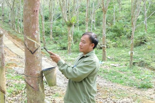 Cao su xanh trên đất vùng cao