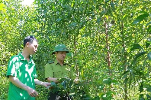 Chính sách thúc đẩy phát triển lâm nghiệp bền vững