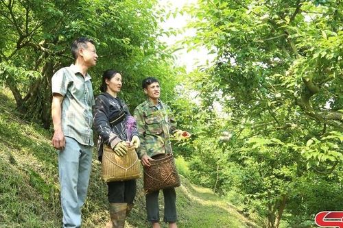 Phiêng Khoài nâng giá trị mận nhờ rải vụ
