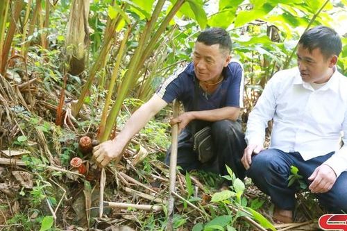 Xím Vàng nỗ lực giảm nghèo