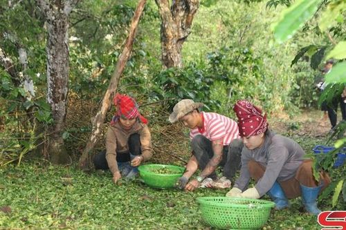 Kiểm tra, khắc phục hậu quả mưa đá tại phường Chiềng An