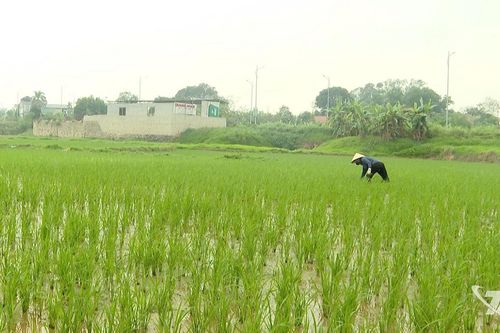 Tập trung chăm sóc cây trồng vụ xuân