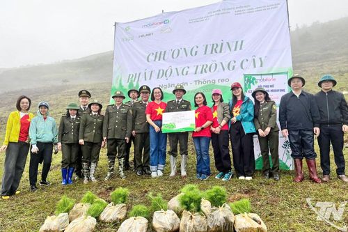 Trao gần 55.000 cây giống phủ xanh đất trống, đồi trọc