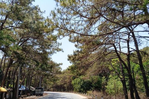 Gia Lai: Khẩn trương xử lý cây thông chết ven QL19, đảm bảo an toàn giao thông