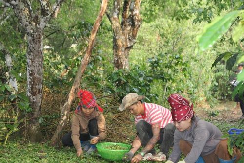 Sơn La: Hàng trăm hecta mận, táo, hoa màu thiệt hại do mưa đá