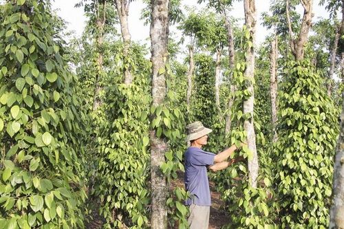 Thị trường biến động, doanh nghiệp linh hoạt nắm cơ hội