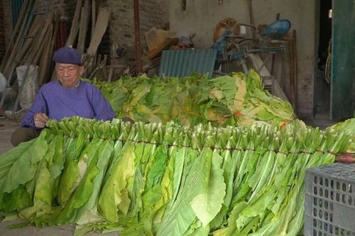 Nông dân Hà Quảng vào vụ thu hoạch thuốc lá