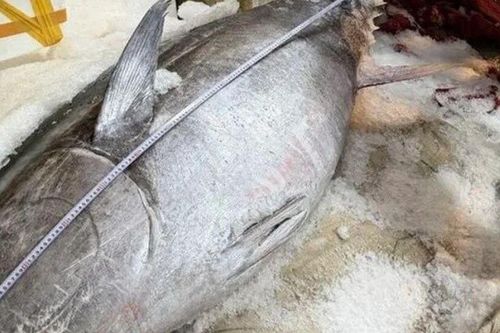 Cận cảnh 'ngư lôi khổng lồ' 280kg vừa sa lưới, huy động 7 thanh niên trai tráng mới khiêng nổi