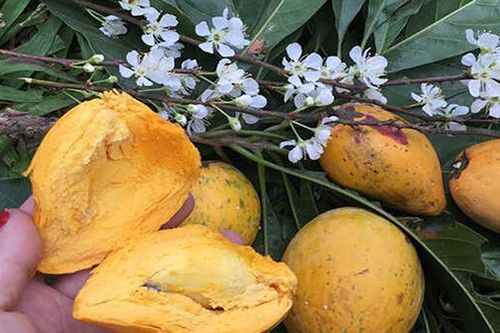 Một loại quả quê âm thầm 'lột xác': Xưa rụng đầy gốc không ai ăn nay được săn lùng vì một lý do đặc biệt