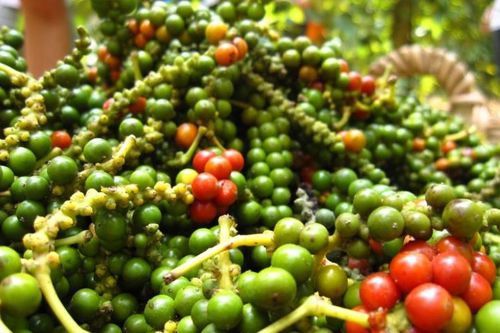 Hạt tiêu Việt 'bùng nổ' tại thị trường Thái Lan