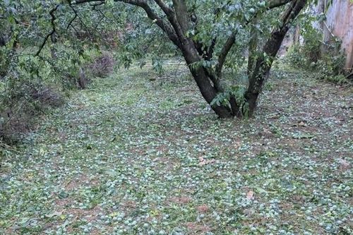 Sơn La kêu gọi tiêu thụ mơ, mận rụng do mưa đá với giá 7 ngàn đồng/kg