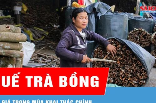 Quế Trà Bồng rớt giá trong mùa khai thác chính